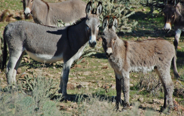 burros 